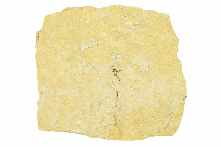 Partial Fossil Crane Fly (Tipula) - France #294138